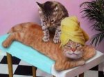 Kater-Massage.jpg