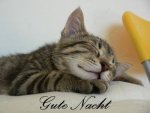 gutenacht.jpg
