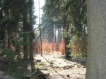 wald7_300.jpg