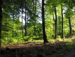 wald26_300.jpg