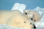 Eisbär mit Jungen.jpg
