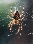 spinne.jpg