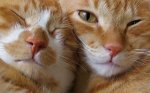 red_cats.jpg
