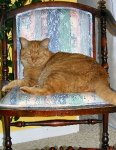 red_cats2.jpg