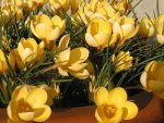 gelbe_krokusse_400q.jpg