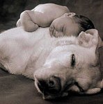 Hund-Baby.jpg