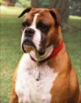 Ollies_Boxerhund.jpg