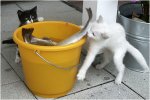spielende-katzen.jpg