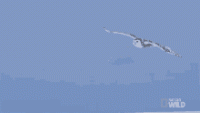 tenor(19).gif