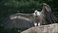 nun_flieg.jpg