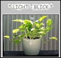 Lichtblick.jpg