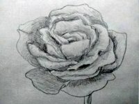 Rose.jpg Rose.jpg
