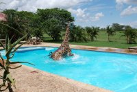funny-animal-giraffe-in-swimming-pool-04.jpg
