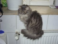 Gismo auf der Heizung1.JPG