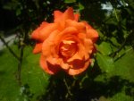 DSC00712.jpg