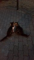 cat couple.jpg