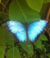 schmetterling.jpg