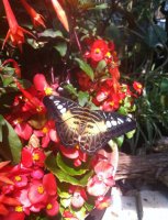 schmetterling2.jpg