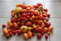 Tomatenernte.JPG
