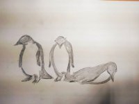 Pinguine.jpg