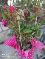 IMG_20230514_182529.jpg