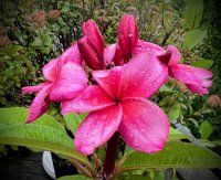 Frangipani.jpg