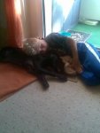 Tierliebe