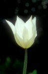 Blumenstrauß.jpg