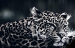 leopard2-klein-cool.jpg leopard2-klein-cool.jpg