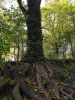 Efeuwurzelbaum_20231018_165247.jpg Efeuwurzelbaum_20231018_165247.jpg