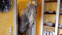 Schimmel in der Wohnung.jpg Schimmel in der Wohnung.jpg