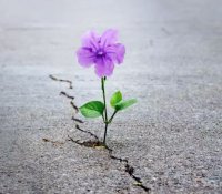 flower.JPG