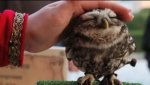 CutestOwlEver.jpg