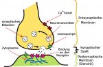 synapse1.jpg