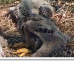 Bigfoot the eaglet.jpg