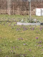 IMG_20250315_121613.jpg
