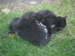 Katzenkneuel 004.jpg