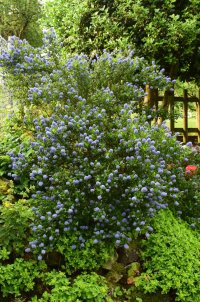 Kalifornischer Flieder.jpg