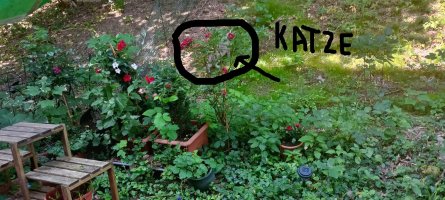 Katze gefunden.jpg
