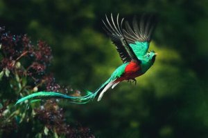 costa-rica-quetzal-flug.jpg