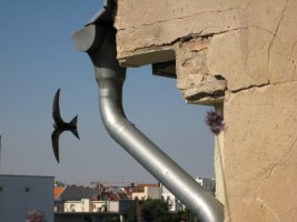 Mauersegler.JPG