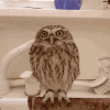 ResizedP_GS8EXMnAdDzL20cEB8hwh6W80gQ_4177901147281.gif