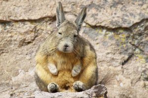 Screenshot_20260130_204313_Samsung Internet.jpg