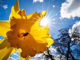 natur-sonne.jpg