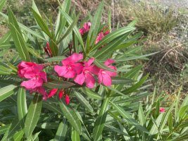 IMG_3675.jpeg