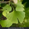 Ginkgoblatt