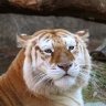 StrawberryTiger
