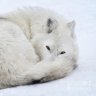 Snow Wolf