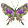 butterfly7