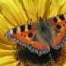 1catweazle
